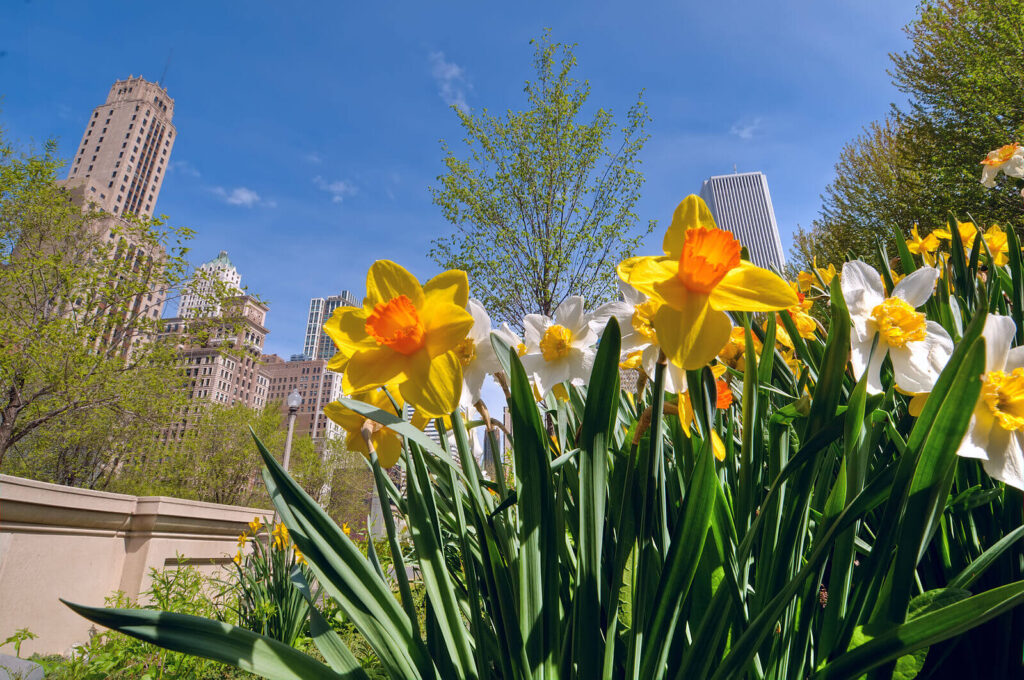 Yellow daffodils in a city park representing the new life that can be obtained through Trauma Therapy in Austin, TX. 